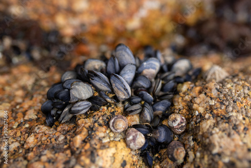 Fototapeta Naklejka Na Ścianę i Meble -  Small black shells on a wet stone