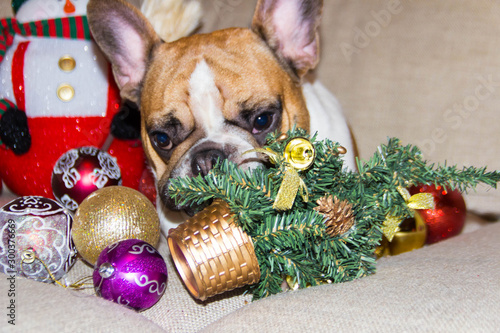 Merry Christmas from French bulldog Masya. French bulldog prepares toys for the New Year! photo