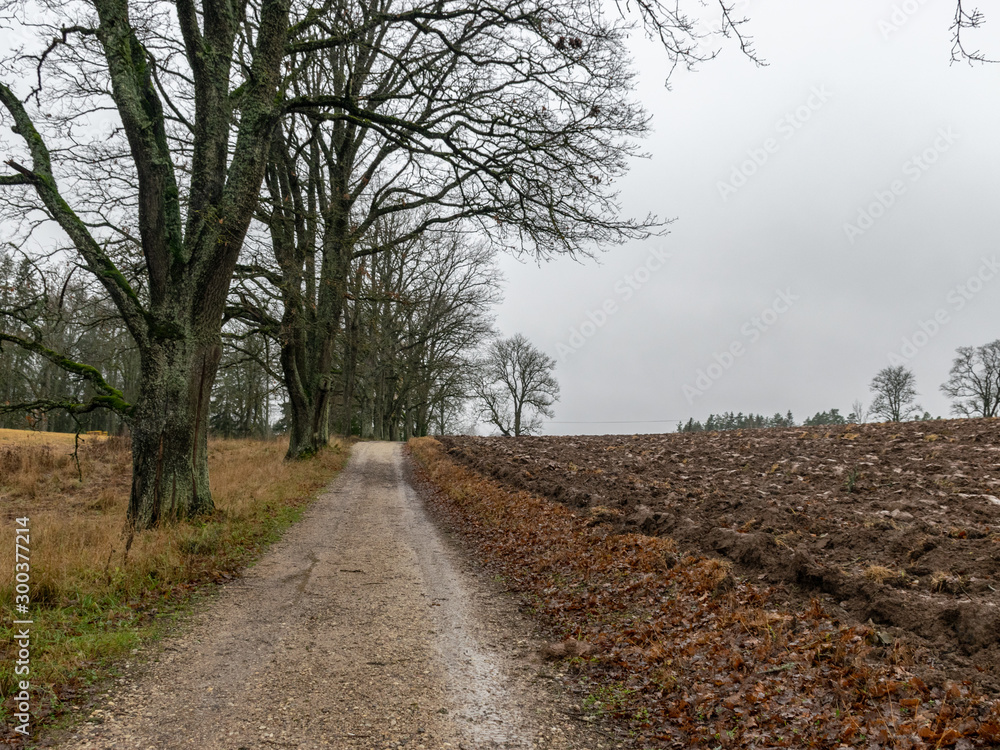 mist landscape with wet and dirty country road, naked tree silhouettes, rainy and misty autumn day mist landscape with wet and dirty country road, naked tree silhouettes, rainy and misty autumn day