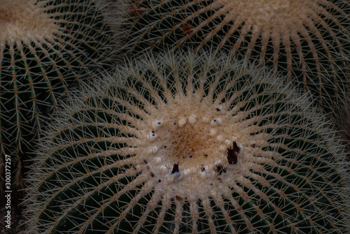Closeup image of Golden barrel cactus  echinocactus grusonii   Echinocactus  growing.