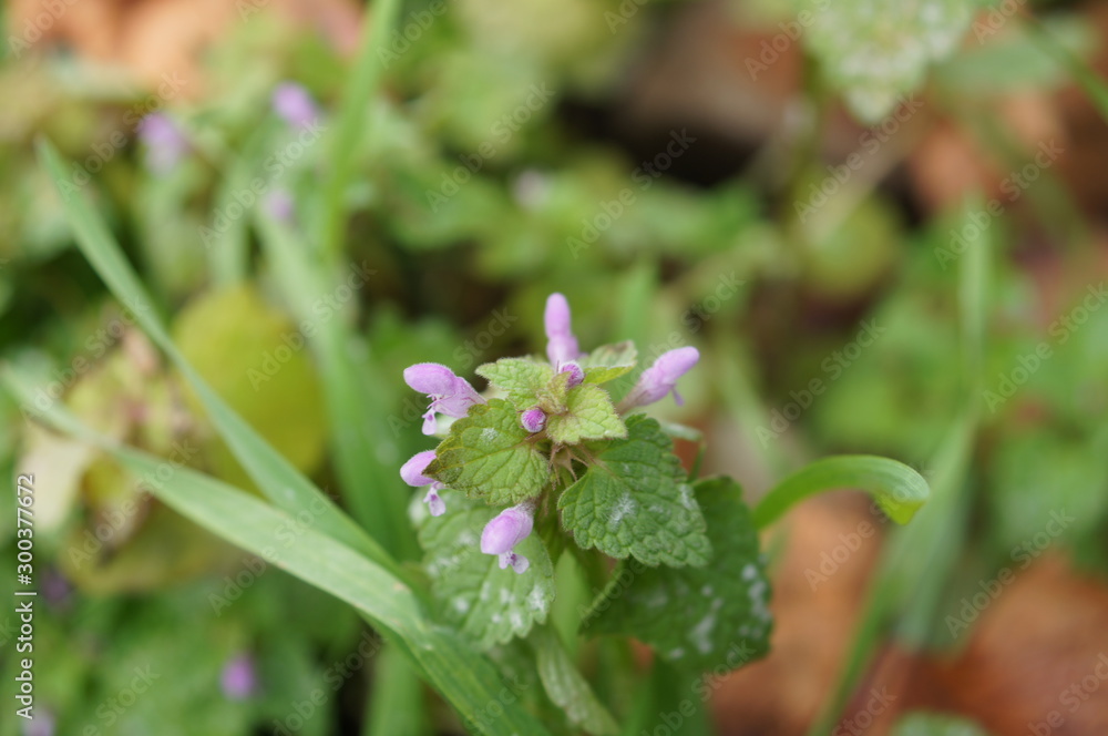 pink flower,dead nettle,Lamium purpureum pink flower,dead nettle,Lamium purpureum