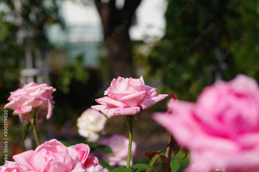薔薇の花 薔薇の花