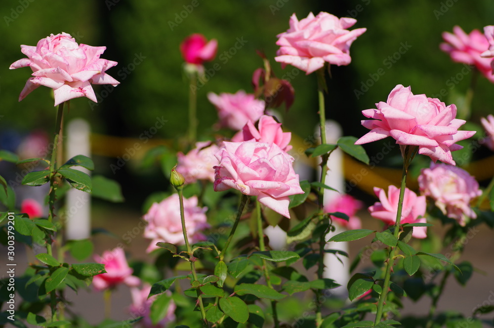 Fototapeta premium 薔薇の花