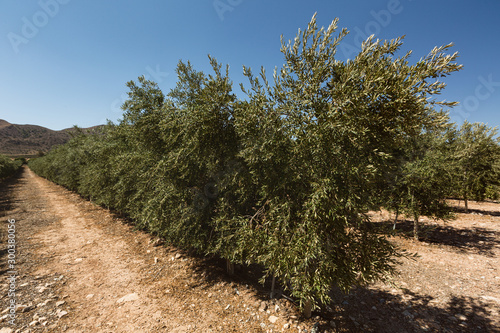 Olive Tree Plantation, Andalusia, Spain by Summer