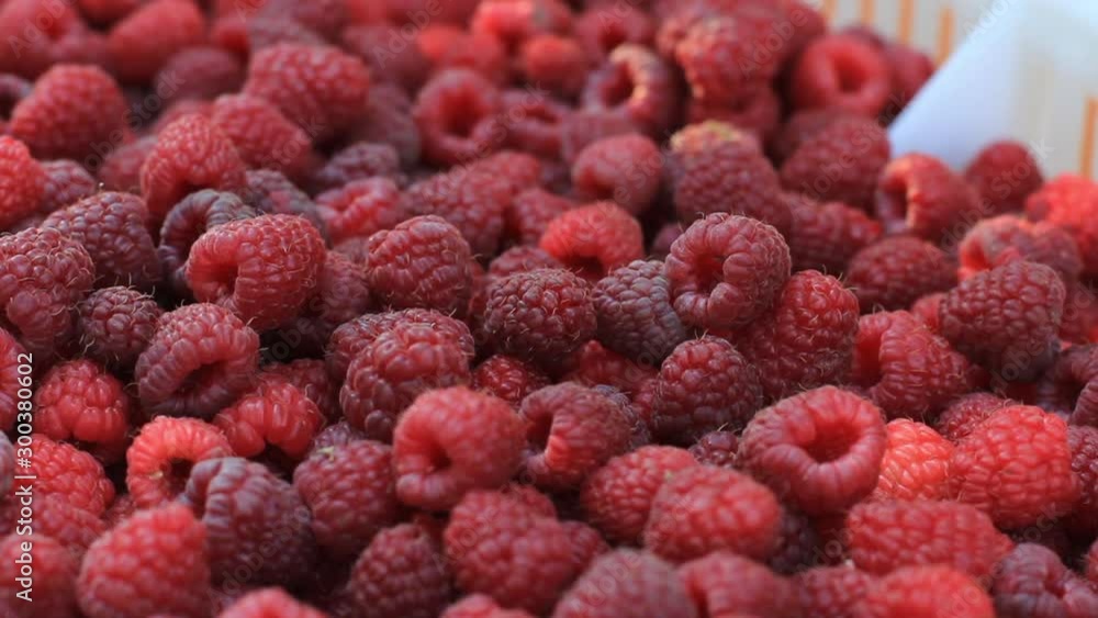 Close Up of Fresh Just Picked Raspberries Fruit in Basket Close Up of Fresh Just Picked Raspberries Fruit in Basket