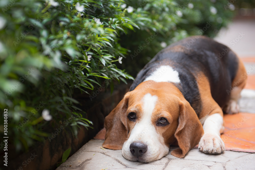 Beagle dogs are sleeping, looking with gentle eyes