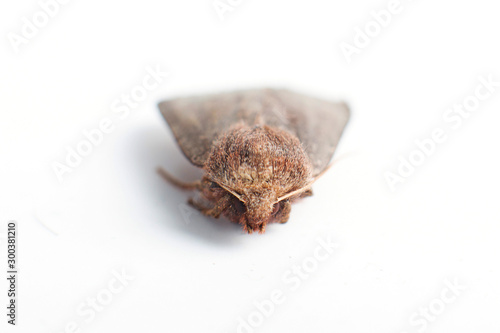 night butterfly on white background photo