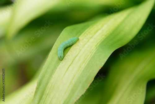 Green worm on tree leaf © rukawajung