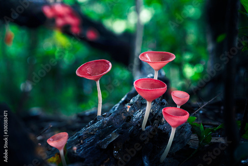 Fungi cup mushroom in on mountain,red Mushroom Champagne