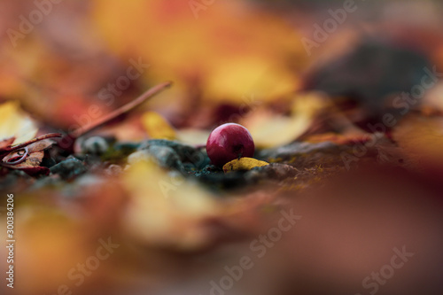 Macro of a single red berry on ground. Shallow depth of field. Yellow  red and orange background with autumn leaves