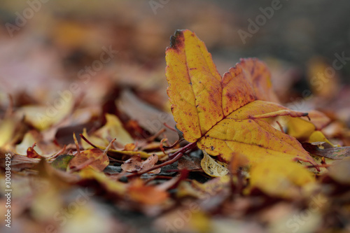 Macro of single fallen orange autumn leaf on ground. Shallow depth of field and blur with soft focus