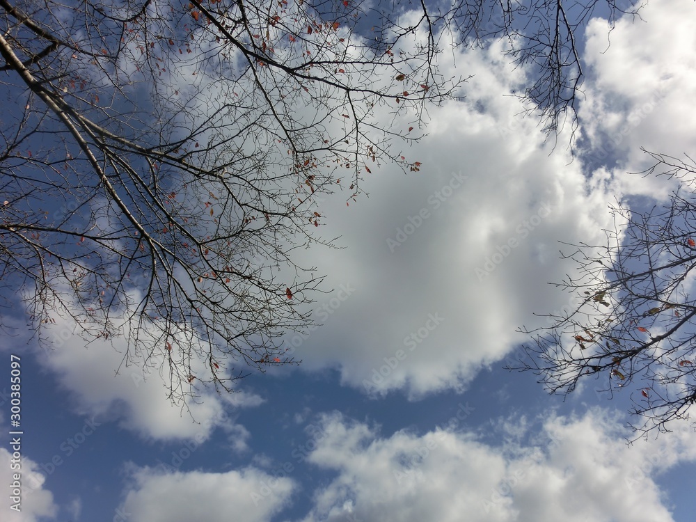 よく晴れた青空と白い雲と木