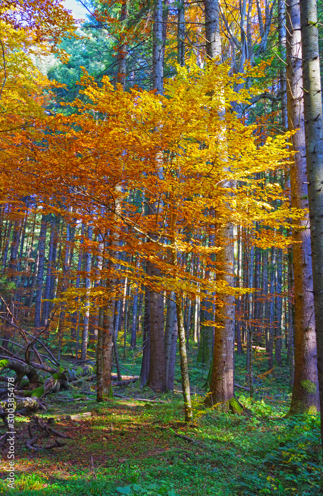 Autumn forest golden tree