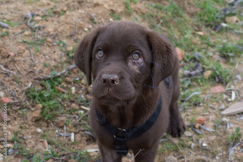 Cachorro de labrador Cachorro de labrador