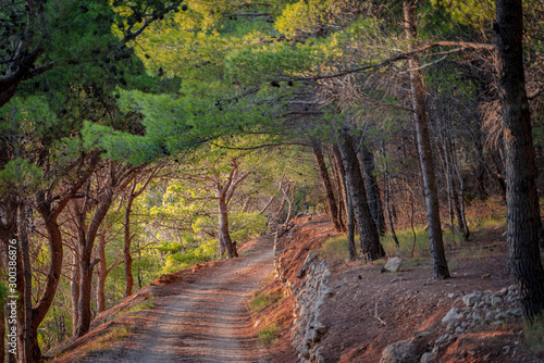 Curved dirt road in the pine forest along the Adriatic sea in Dalmatia  Croatia 