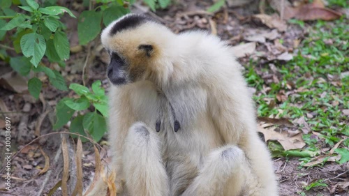 Wallpaper Mural Hended Gibbon (Hylobates lar) take a rest on greensward. wildlife in topical rain forest. footage video 4k. Torontodigital.ca