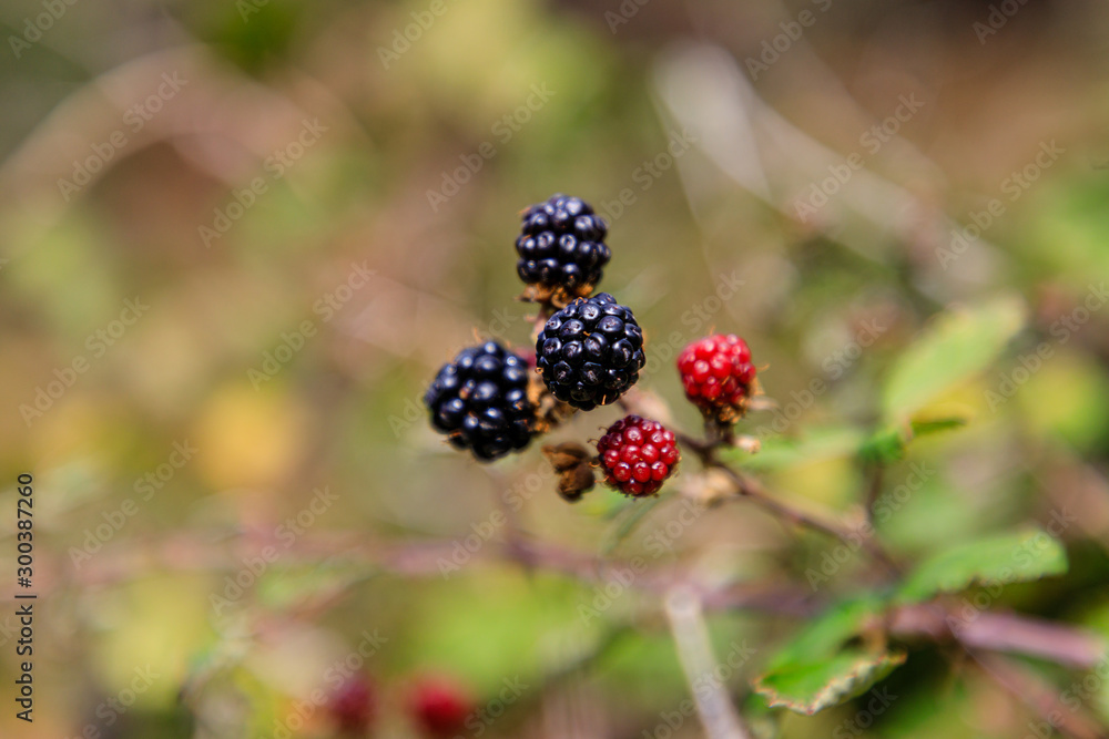 Wild blackberries in the meadows of the mountains of Madrid, Spain Wild blackberries in the meadows of the mountains of Madrid, Spain