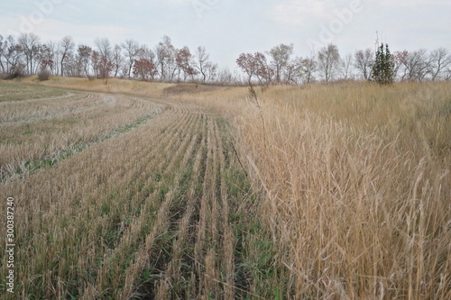  stubble on farmland in autumn