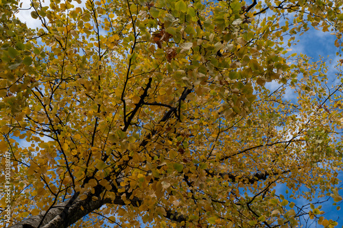 Teile eines Baumes im Herbst