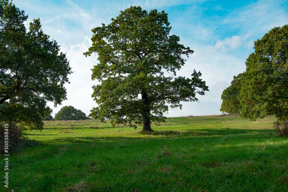 Beautiful tree stands alone in hill meadow Beautiful tree stands alone in hill meadow