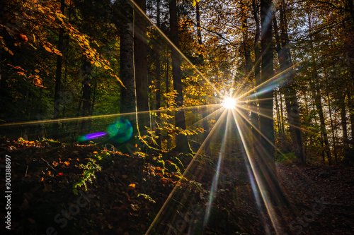 Obraz na plátně Sonnenstrahlen im Wald Herbst Gegenlicht Abendsonne Flares Grusskarte