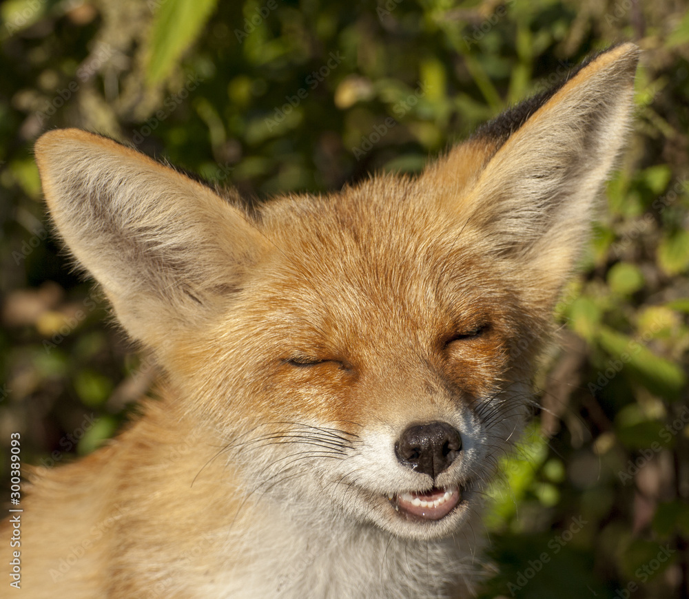 Obraz premium my friend the Fox