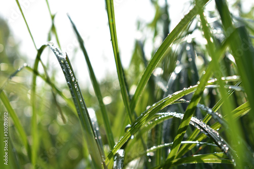 dew drops on grass in summer close-up