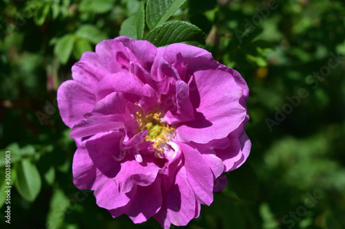 pink peony close up
