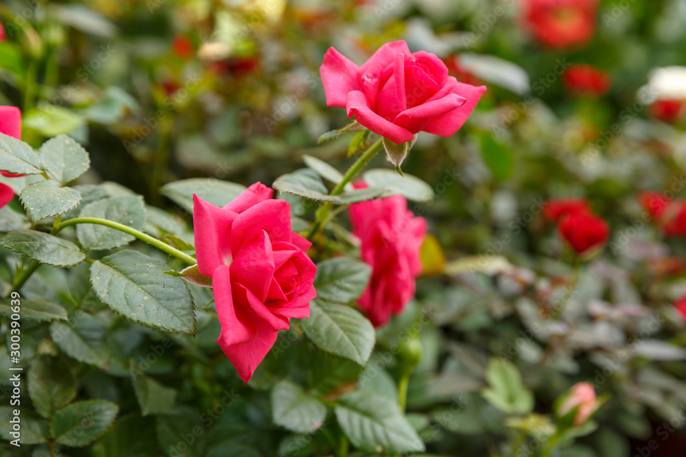 Bright red ripe rose Bright red ripe rose