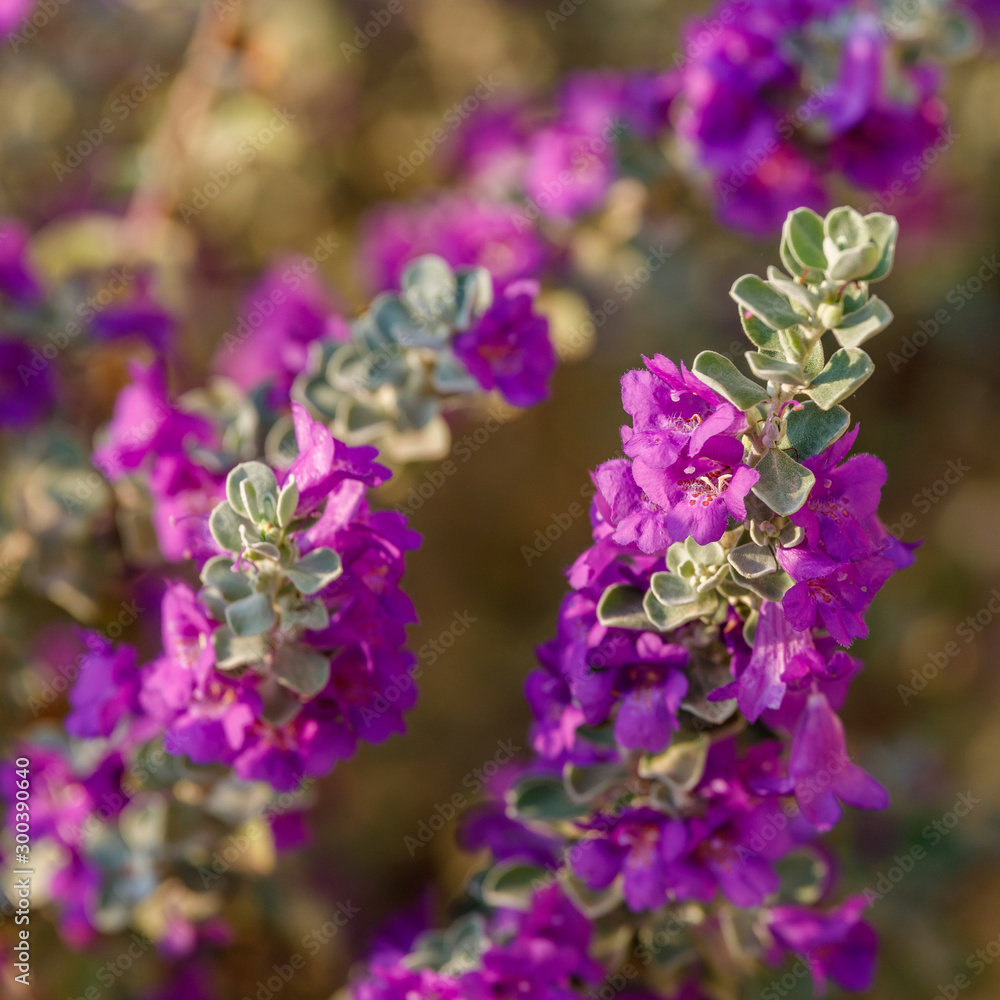 Obraz premium Flowered bush of Texas sage
