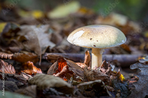 Wild mushrooms in the forest during November walk in the mountain