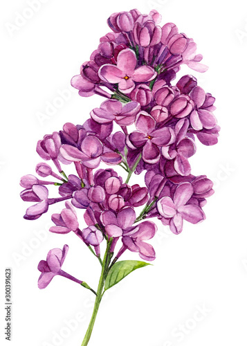 lilac flowers on an isolated white background  watercolor illustration  botanical painting  hand drawing