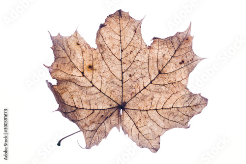 Autumn brown maple leaf isolated on white in studio.