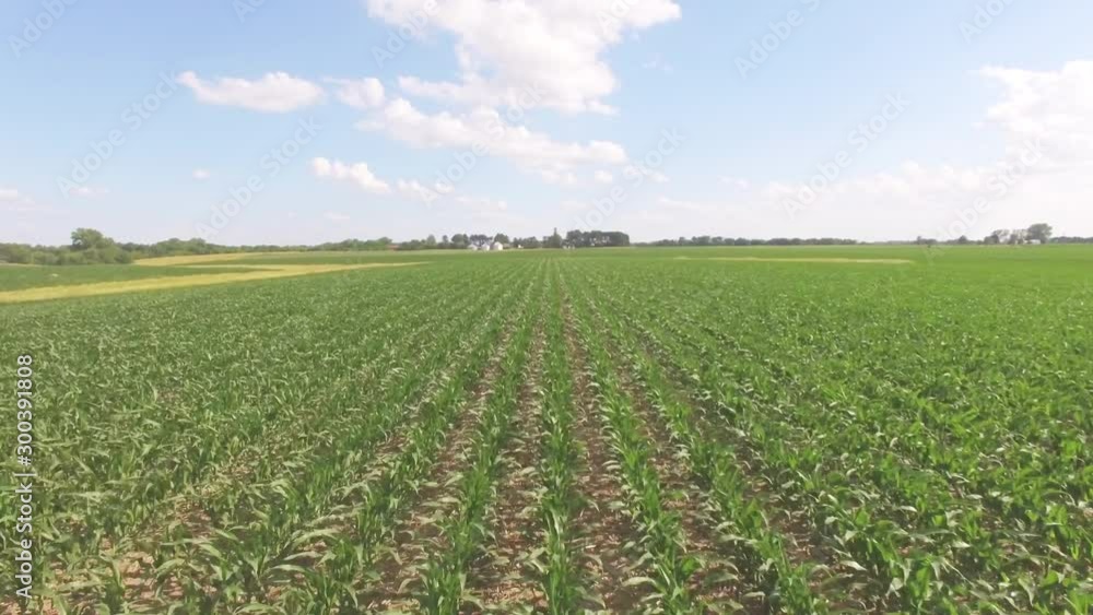 Fresh corn field in Illinois, wide aerial Fresh corn field in Illinois, wide aerial