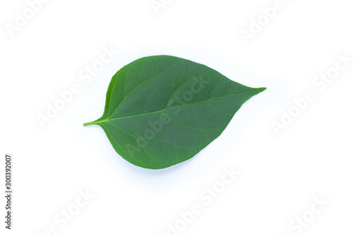 Green leaf isolated on white background