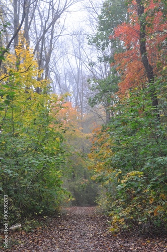 Leaf Covered Path in Woods