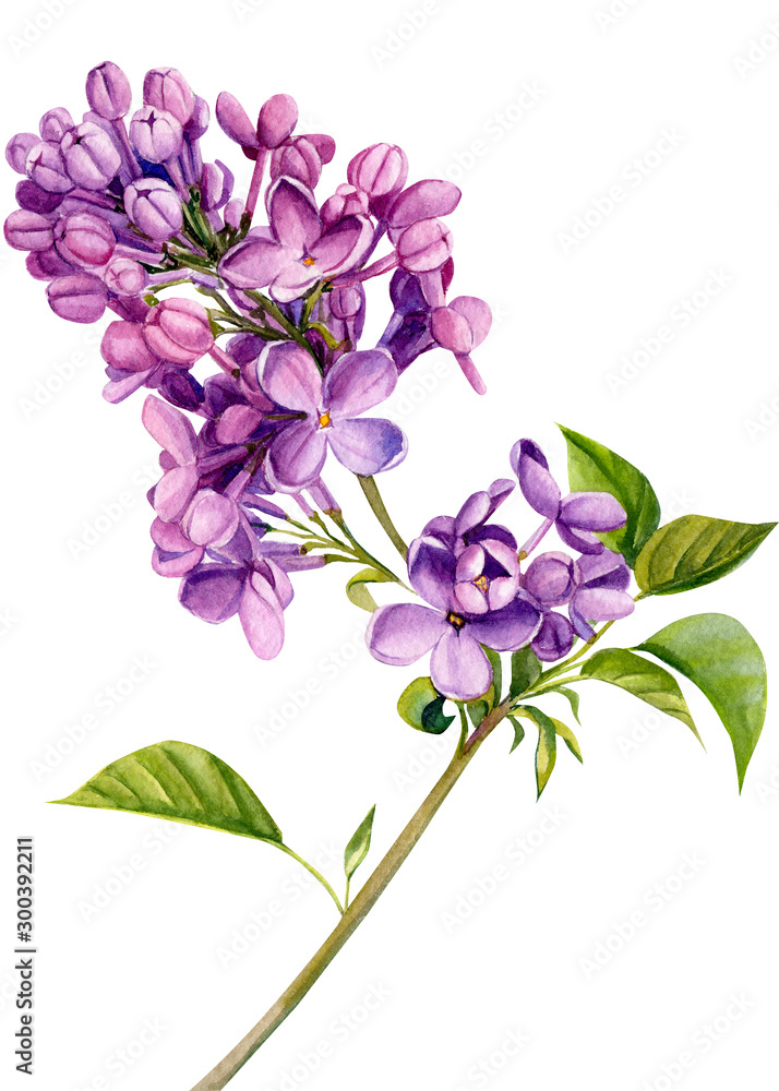 lilac flowers on an isolated white background, watercolor illustration, botanical painting, hand drawing lilac flowers on an isolated white background, watercolor illustration, botanical painting, hand drawing