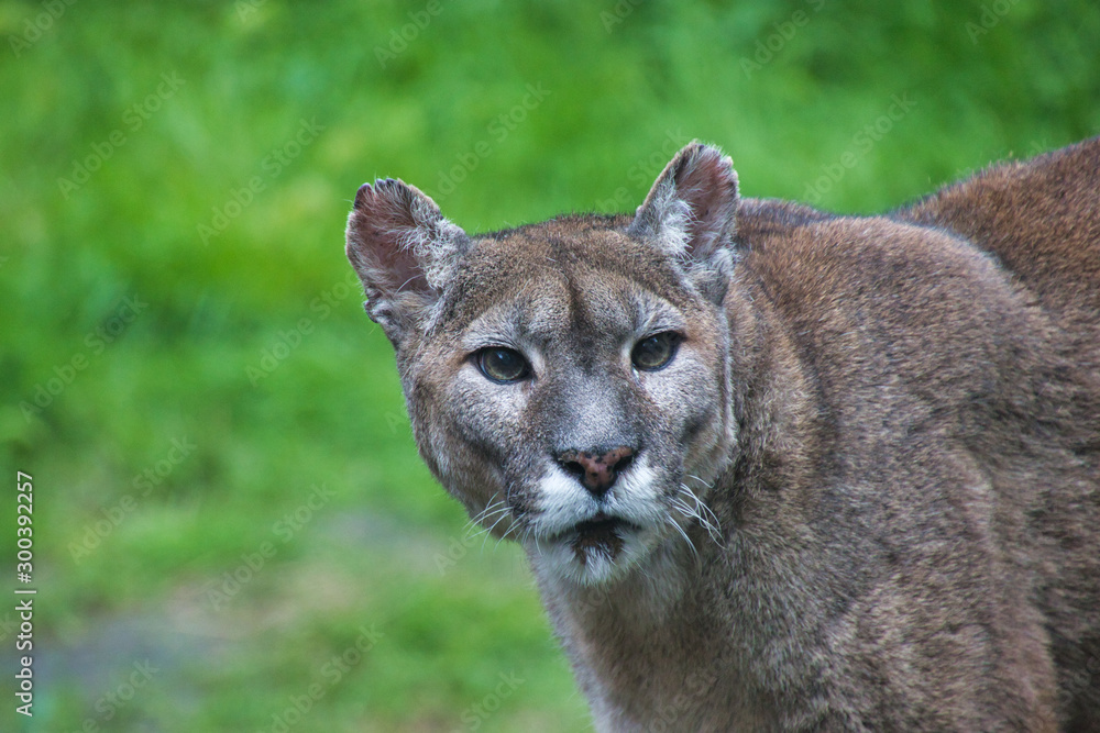 Naklejka premium portrait of a lynx