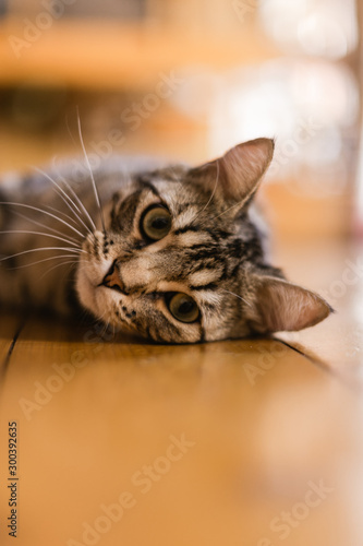 Joli chat tigré aux yeux verts regarde droit dans la ca