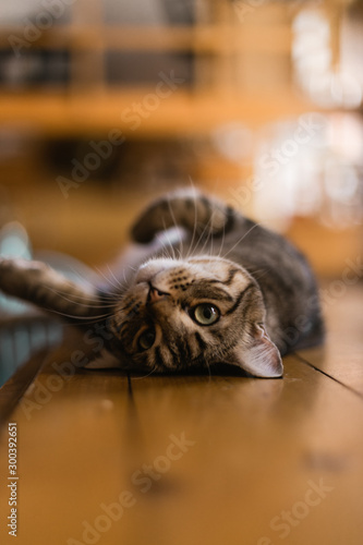 Joli chat tigré aux beaux yeux verts se roule sur le dos 