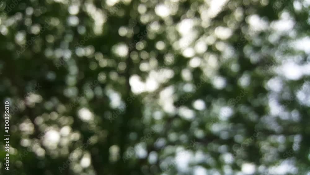 Bokeh caused by out of focus branches and leaves Bokeh caused by out of focus branches and leaves