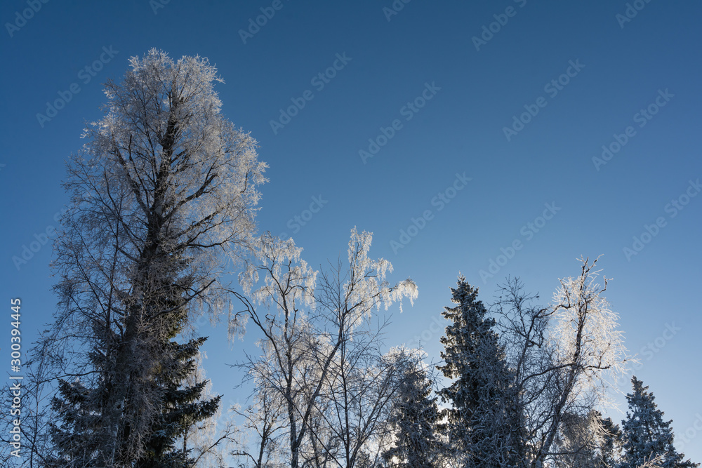Frosty treetops against a blue sky in winter in Finland Frosty treetops against a blue sky in winter in Finland