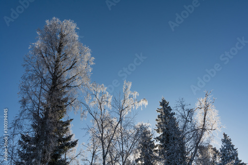 Frosty treetops against a blue sky in winter in Finland