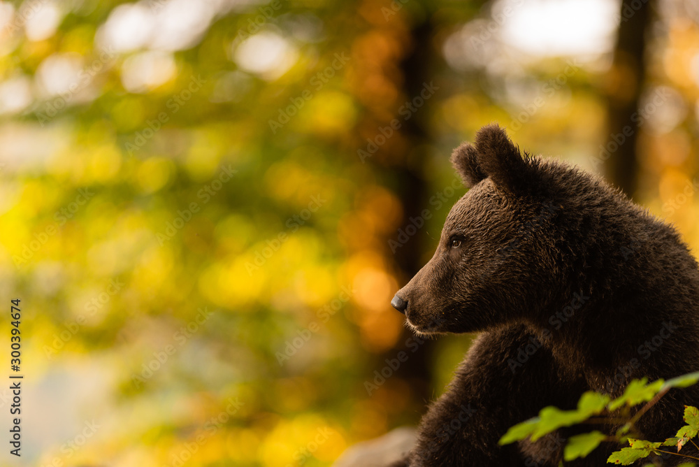 Fototapeta premium portrait d'ours 