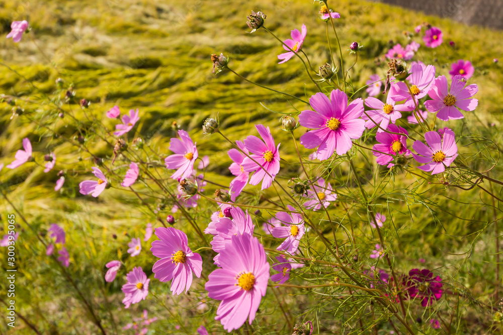 Obraz premium Cosmos flowers in autumn field, Kurokawa Onsen, Japan