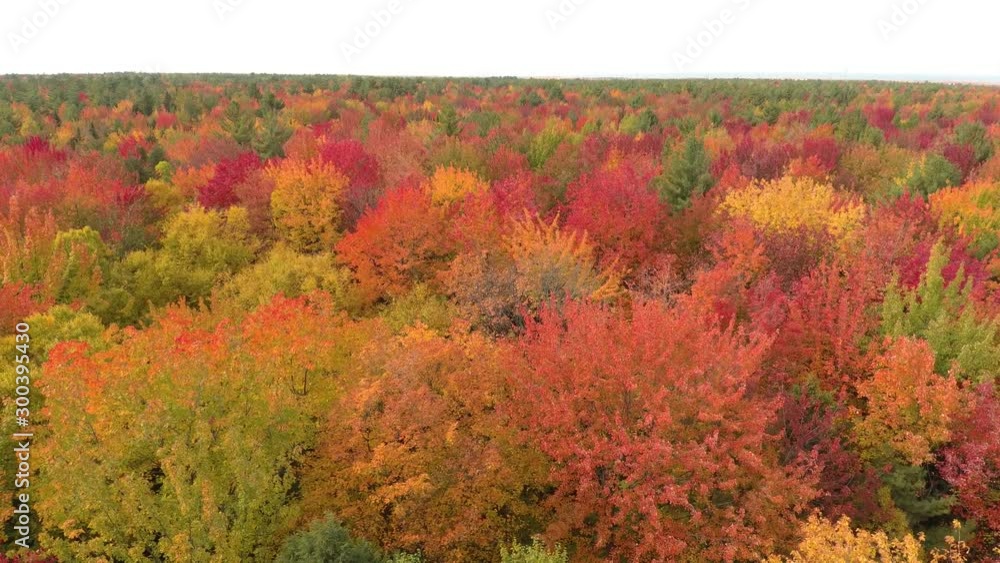 Unbelievable nature colors in trees during fall viewed by drone in flight Unbelievable nature colors in trees during fall viewed by drone in flight