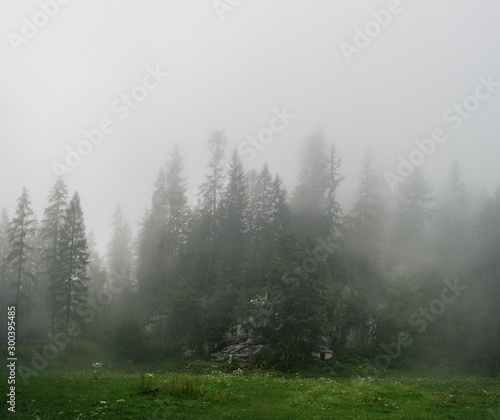 Panoramic summer view of pine forest in the fog  area near Dachstein Mountains  Upper Austria  Austria