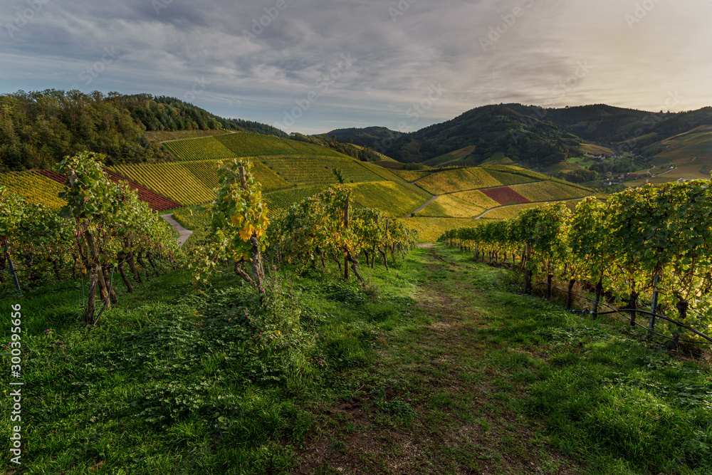 Vineyard in Durbach Germany in the BlackForest Mountains during sunset at golden hour	