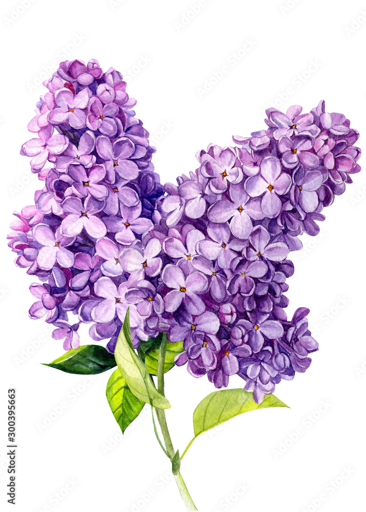 lilac flowers on an isolated white background, watercolor illustration