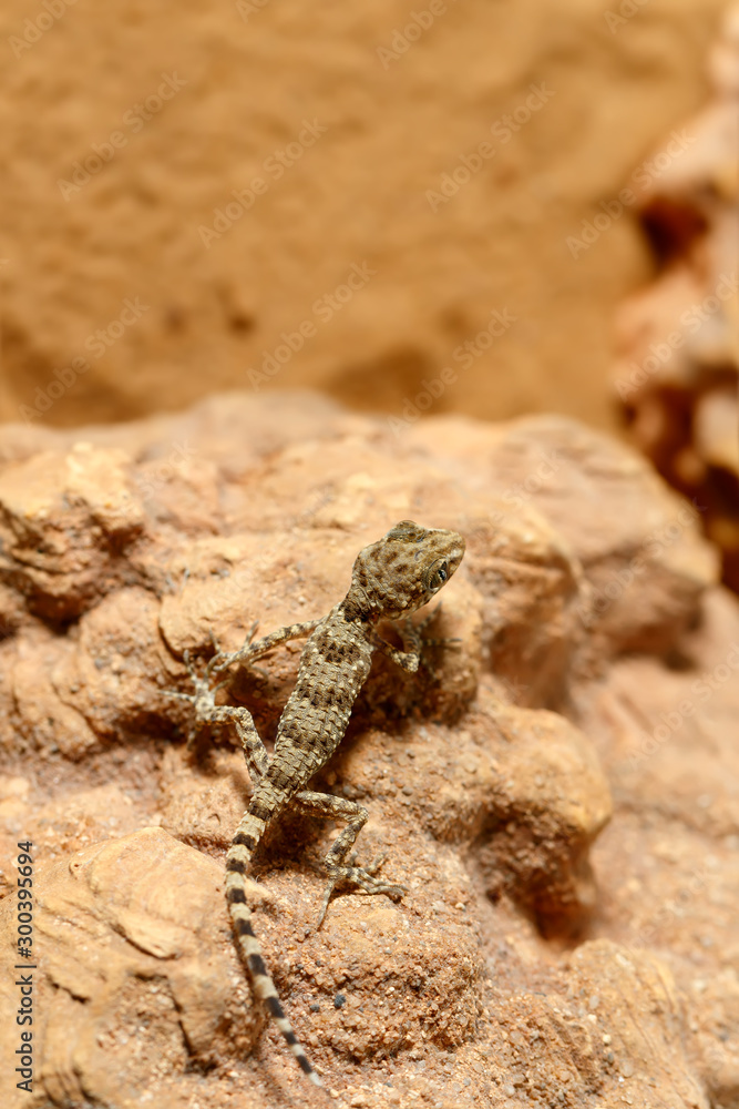 Close-up of a young Gecko (Tenuidactylus caspius) sitting on a rock and looking down. Top view with copy space on top. The vertical composition. Close-up of a young Gecko (Tenuidactylus caspius) sitting on a rock and looking down. Top view with copy space on top. The vertical composition.